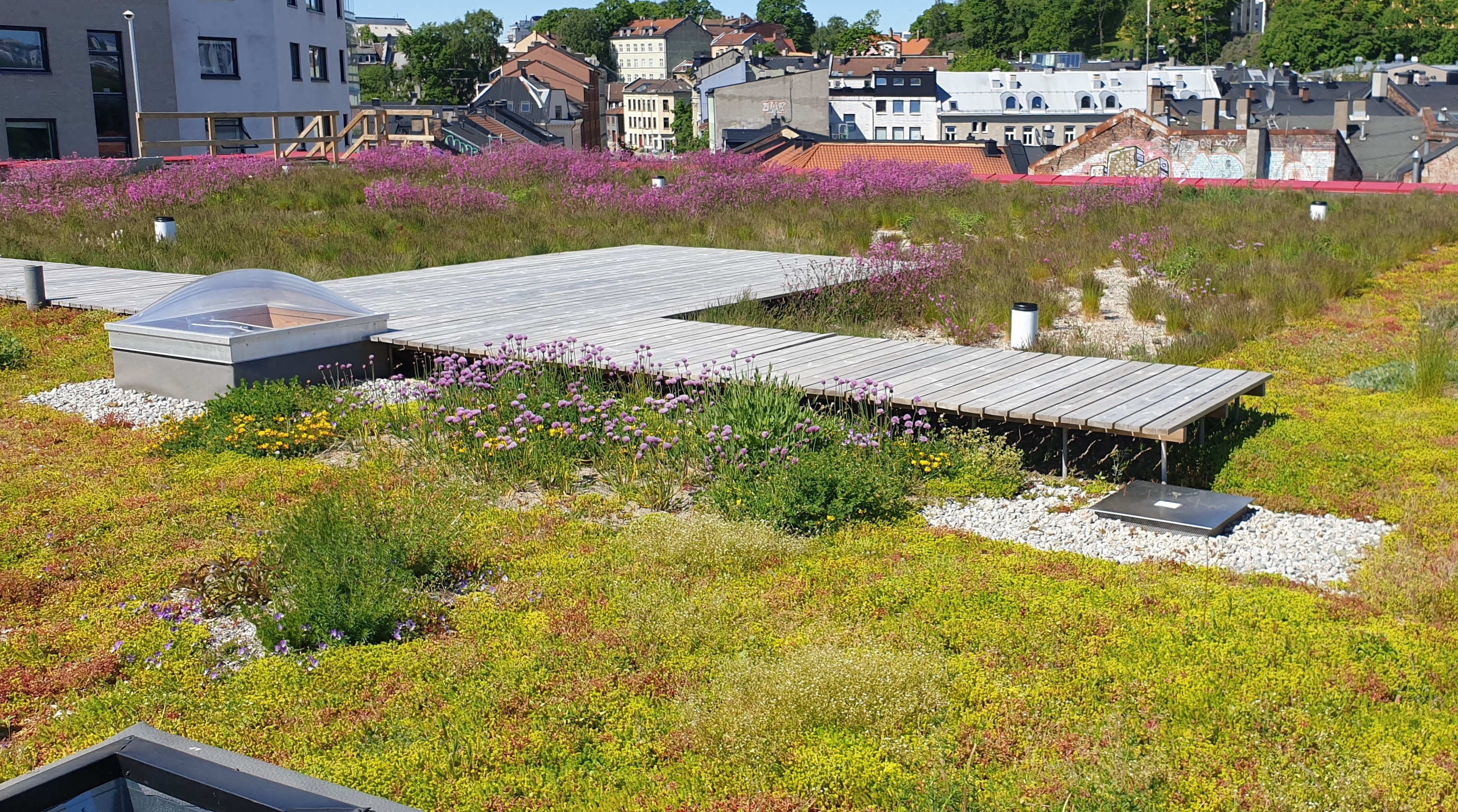 Lavtvoksende planter, platting og overvannsinstrumnetering på taket av Vega Scenes bygg i sentrum av Oslo